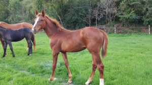 Vente poulains et de chevaux de sport