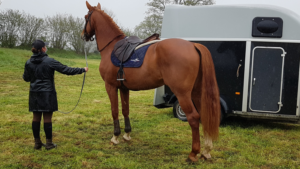 Vente poulains et de chevaux de sport