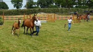 Jumbo De Villeneuve
